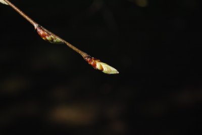 Carpinus betulus 'Pendula' - habr obecný - pupen